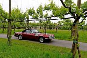 Le Jaguar nella zona del Prosecco e Cartize (83/152)